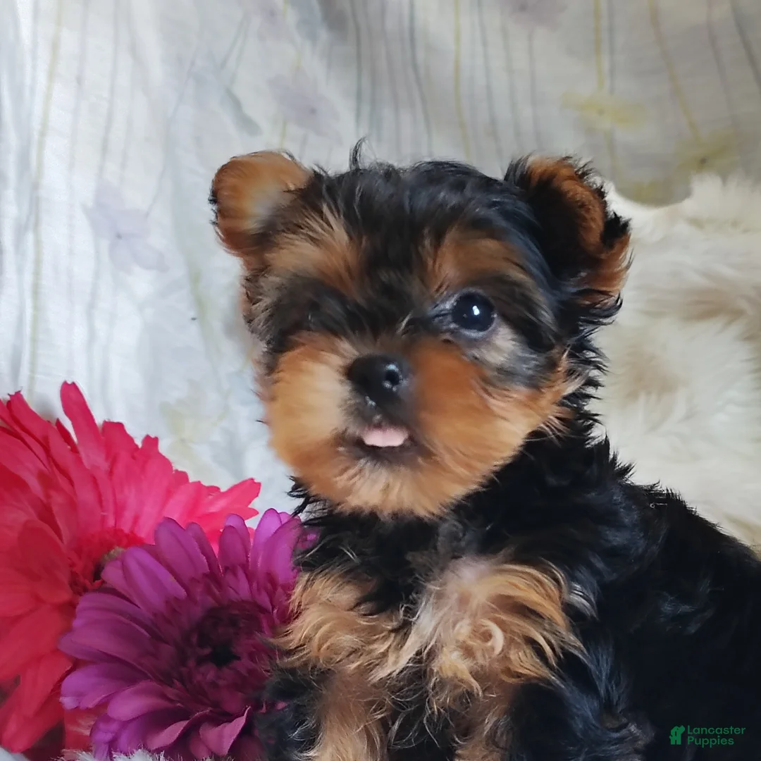 Yorkshire Terrier dogs for sale: Lilly - Ad 1