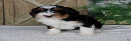 Mini Bernedoodle dogs for sale: Tina - Ad 4