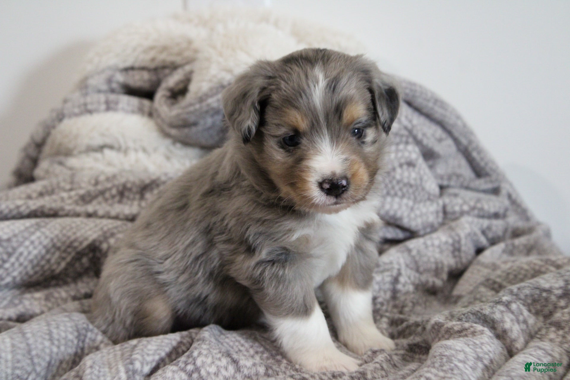 Miniature Australian Shepherd dogs Glacier - Ad 2