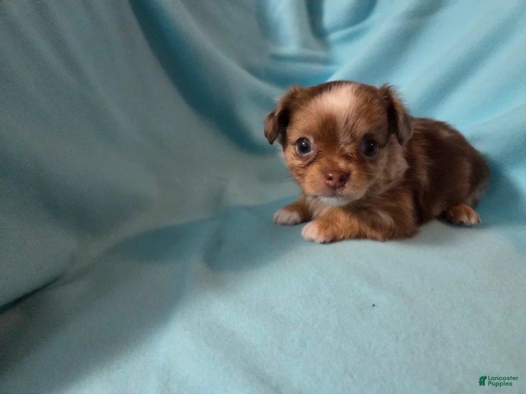 Chihuahua dogs for sale: Chihuahua Puppy 2 - Ad 1