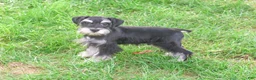 Miniature Schnauzer dogs for sale: Jonah - Ad 4