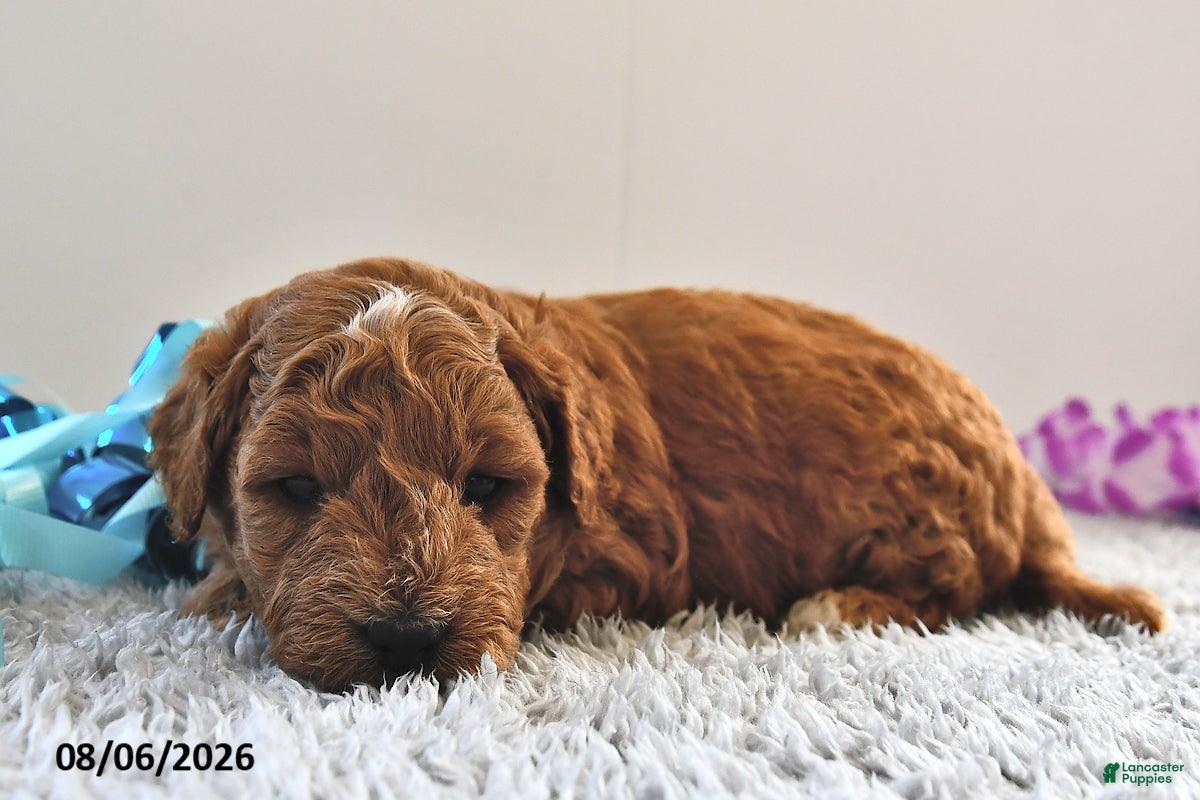 Mini Goldendoodle dogs Ollie - Ad 1