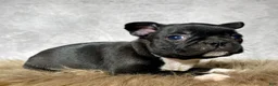 Mixed Breed dogs for sale: Miss Bella  - Ad 4