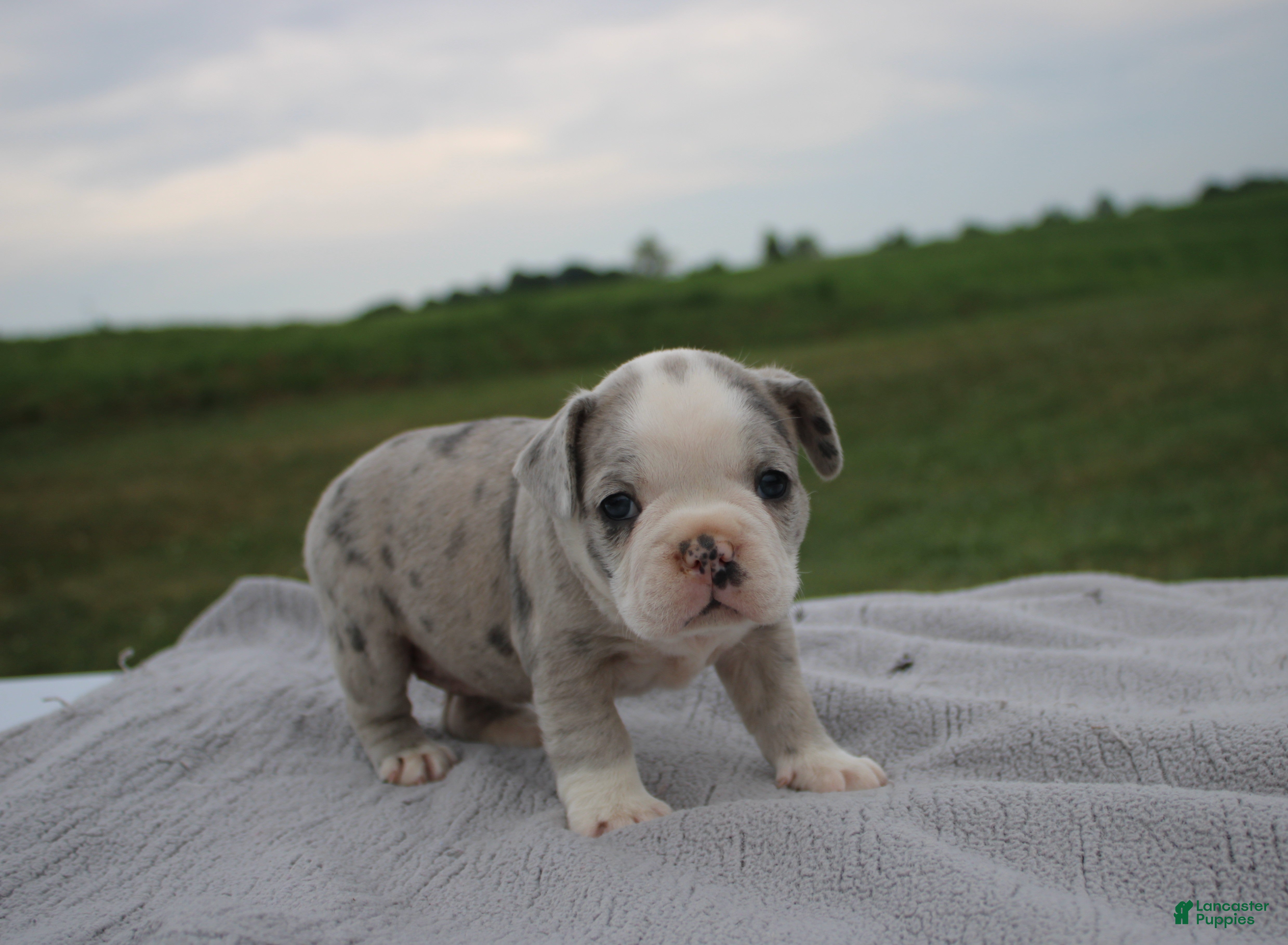 Frenchton dogs HOLLY - Ad 1
