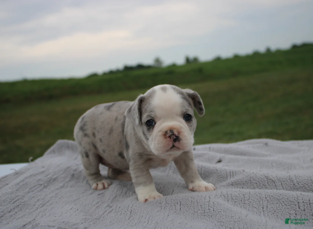 Frenchton dogs for sale: HOLLY - Ad 1