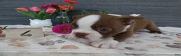 Boston Terrier dogs for sale: Boston Terrier 4 Gracy - Ad 6