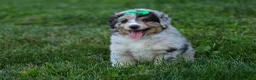 Miniature Australian Shepherd dogs for sale: LANDON [ new pictures] - Ad 30