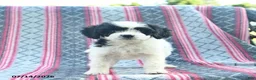 Cavapoo dogs for sale: Winslow  - Ad 3