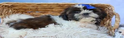 Shih Tzu dogs for sale: RANDY - Ad 3