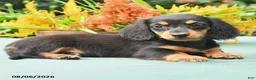 Dachshund dogs for sale: Tamara - Ad 3