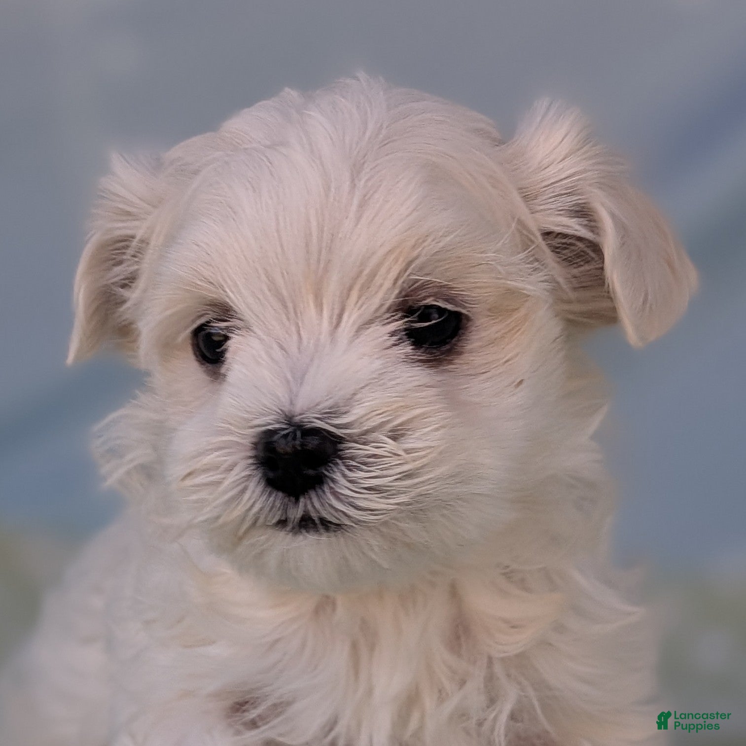 Maltese dogs Crescent - Ad 4