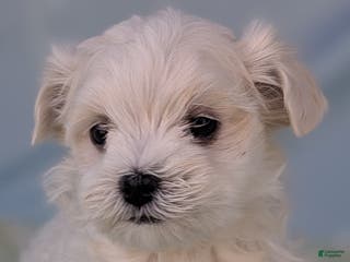 Maltese dogs Crescent - Ad 39