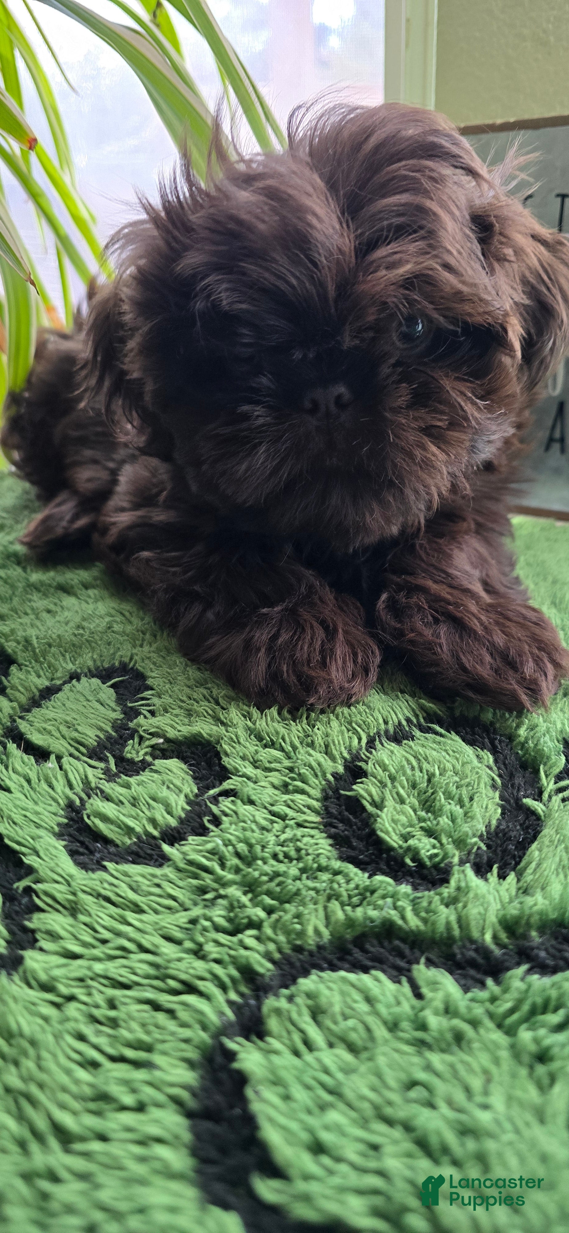 Shih Tzu dogs Shih Tzu Puppy 1 - Ad 2