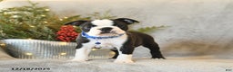 Boston Terrier dogs for sale: Scout - Ad 4