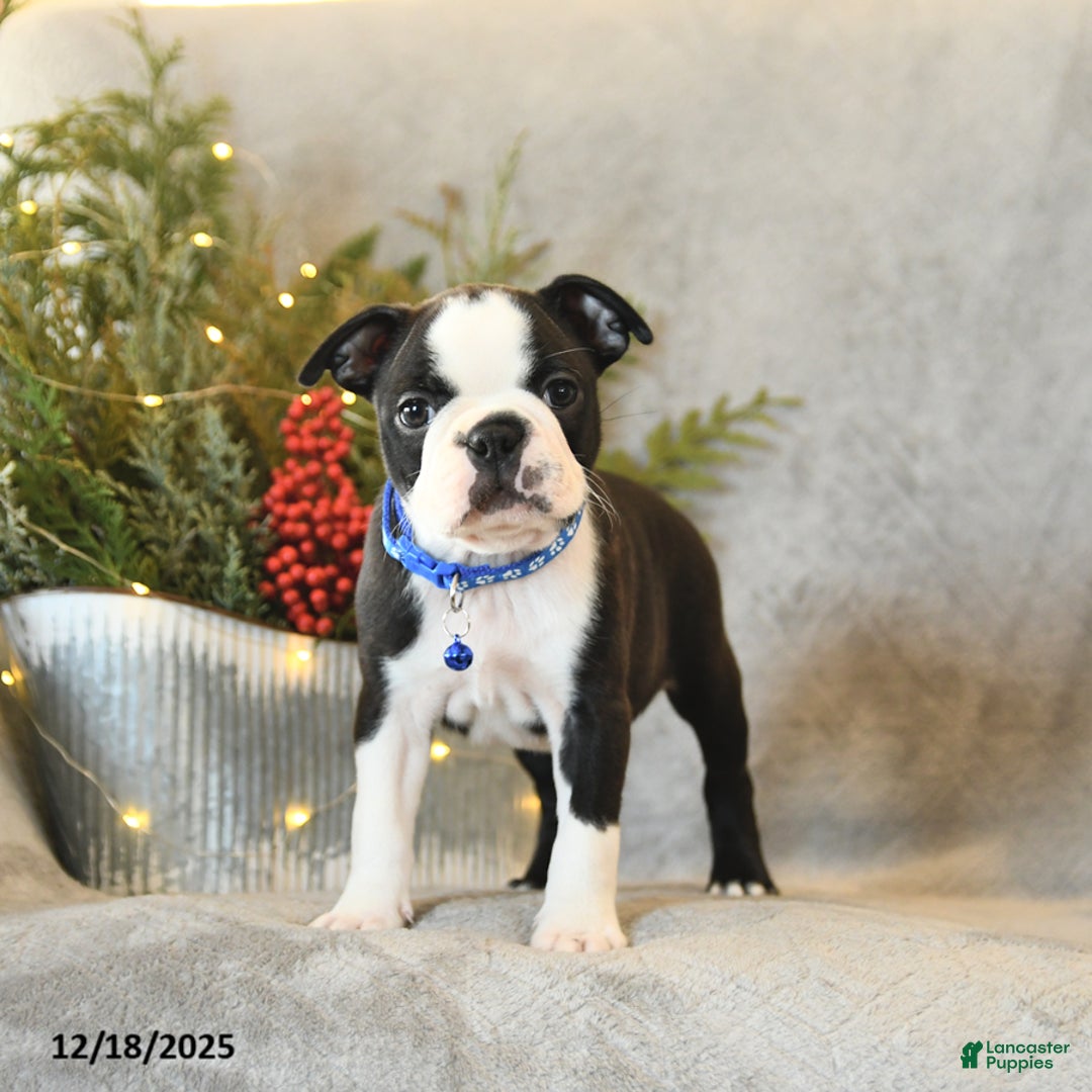 Boston Terrier dogs for sale: Scout - Ad 4