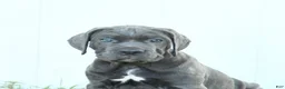 Cane Corso dogs for sale: Riggs - Ad 8