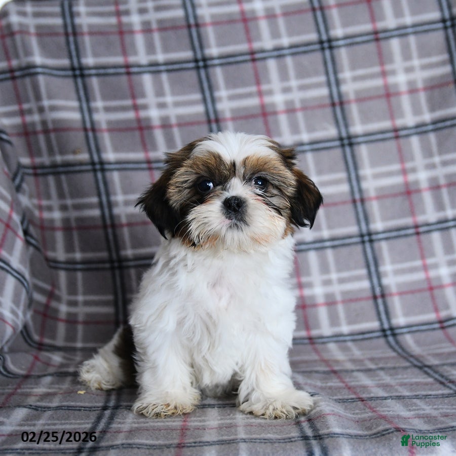 Shih Tzu dogs Victor  - Ad 2