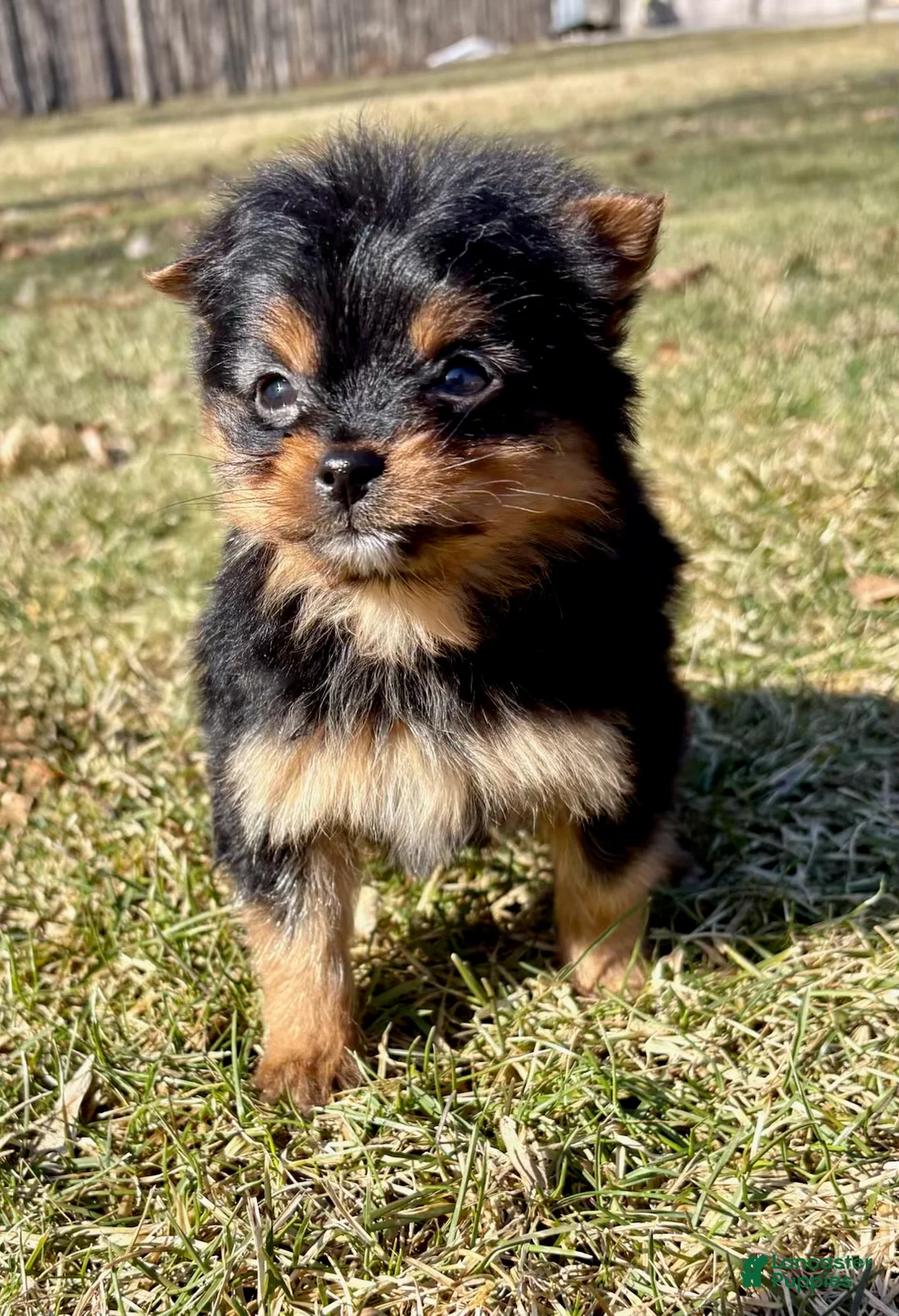 Mixed Breed dogs for sale: Yorky Pomeranian - Ad 2