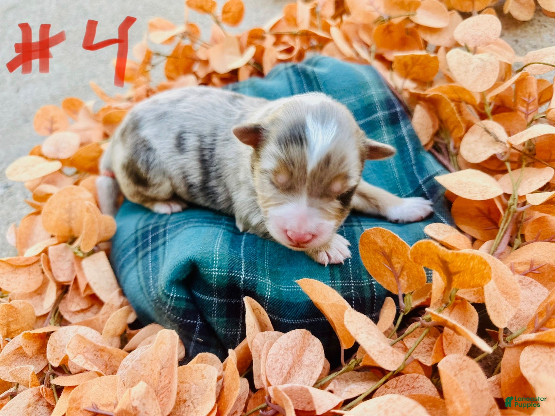 Australian Shepherd dogs for sale: Australian Shepherd 4 - Ad 9