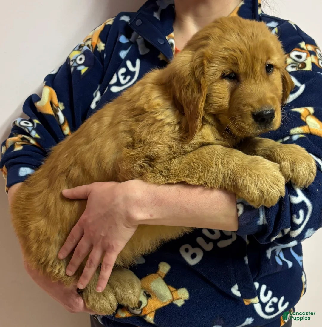 Golden Retriever dogs for sale: Marco - Ad 1
