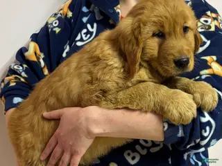 Golden Retriever dogs Marco - Ad 21