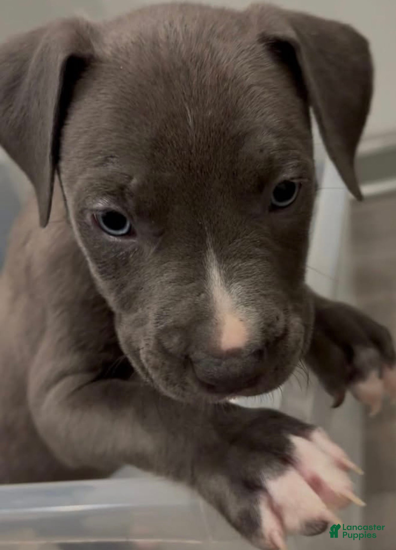 Mixed Breed dogs Theodore  - Ad 26