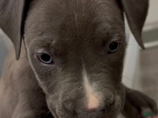 Mixed Breed dogs Theodore - Ad 15