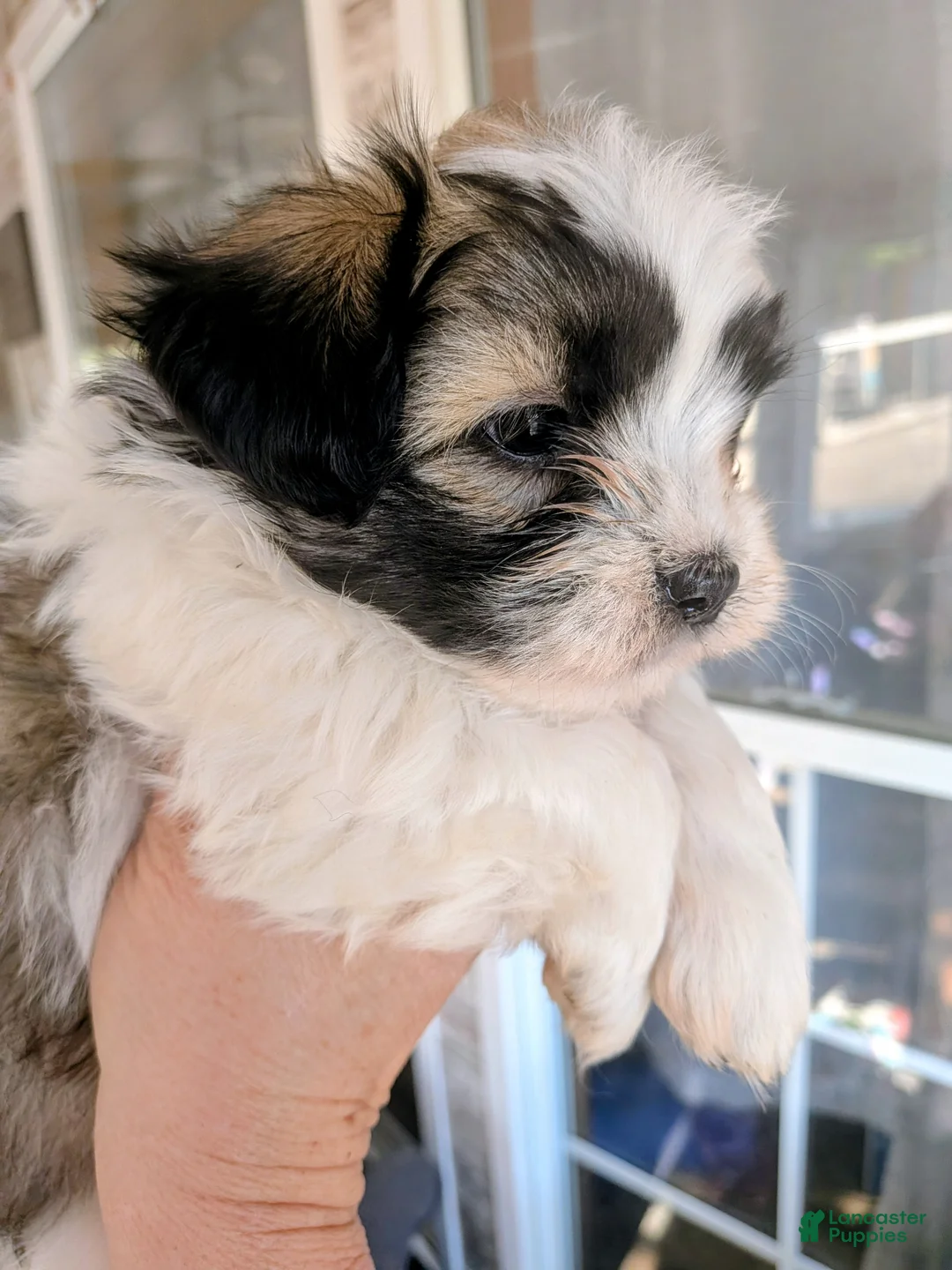 Mixed Breed dogs for sale: Mixed Breed Puppy 2 - Ad 2