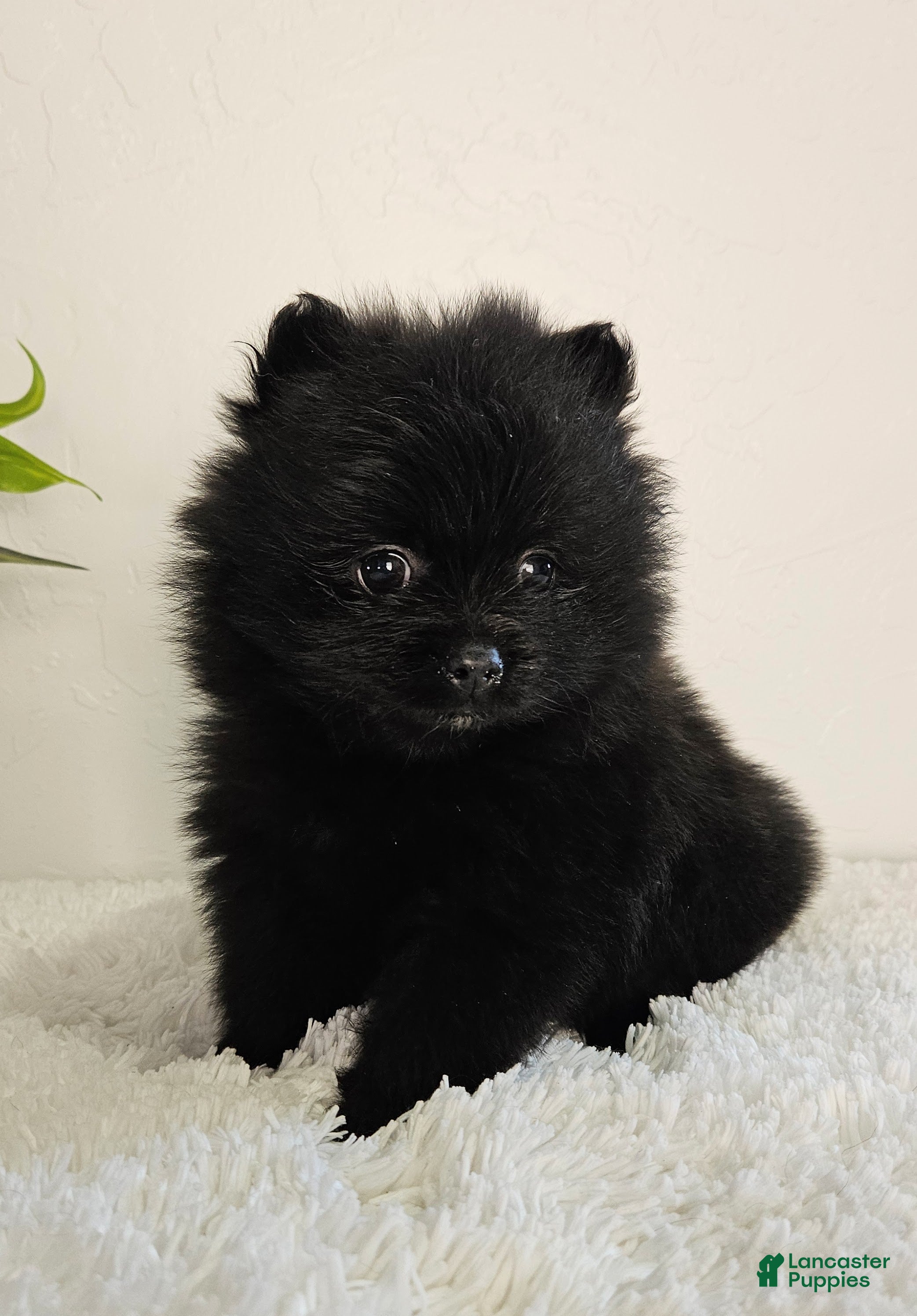 Pomeranian dogs Sadie - Ad 2