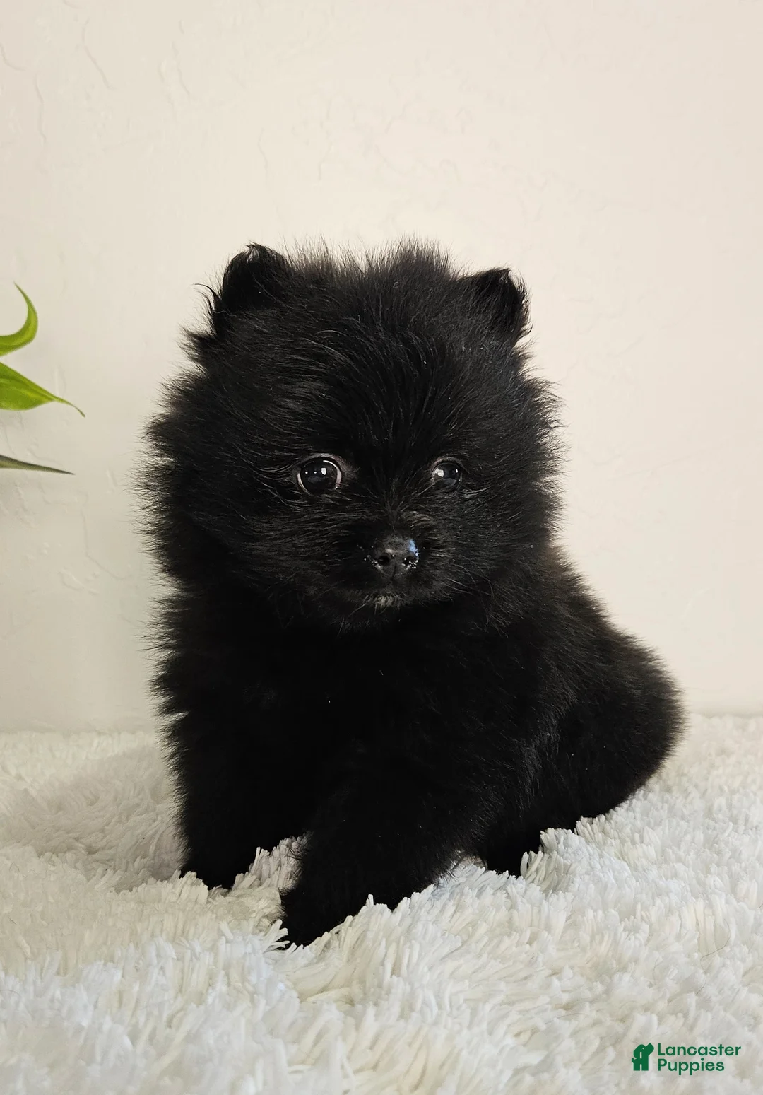 Pomeranian dogs for sale: Sadie - Ad 2