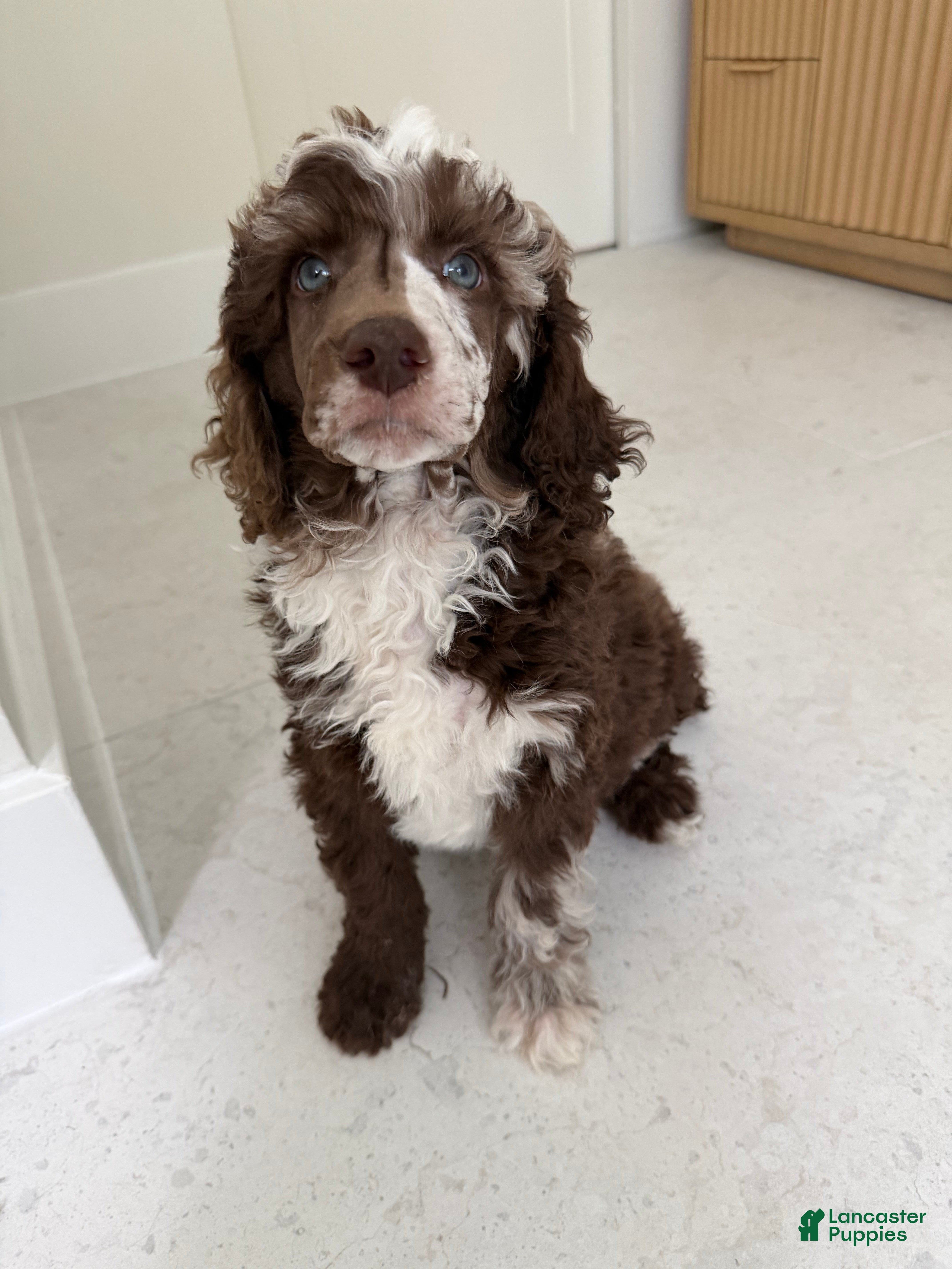 Miniature Poodle dogs Finch  - Ad 2