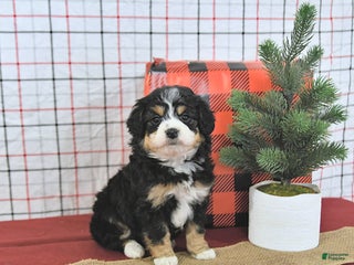 Mini Aussiedoodle dogs Joy EXTRA SMALL - Ad 12