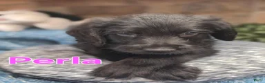 Perla