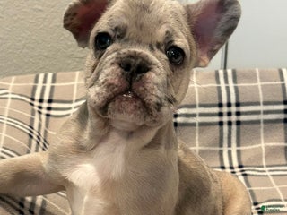 French Bulldog dogs - Ad 13