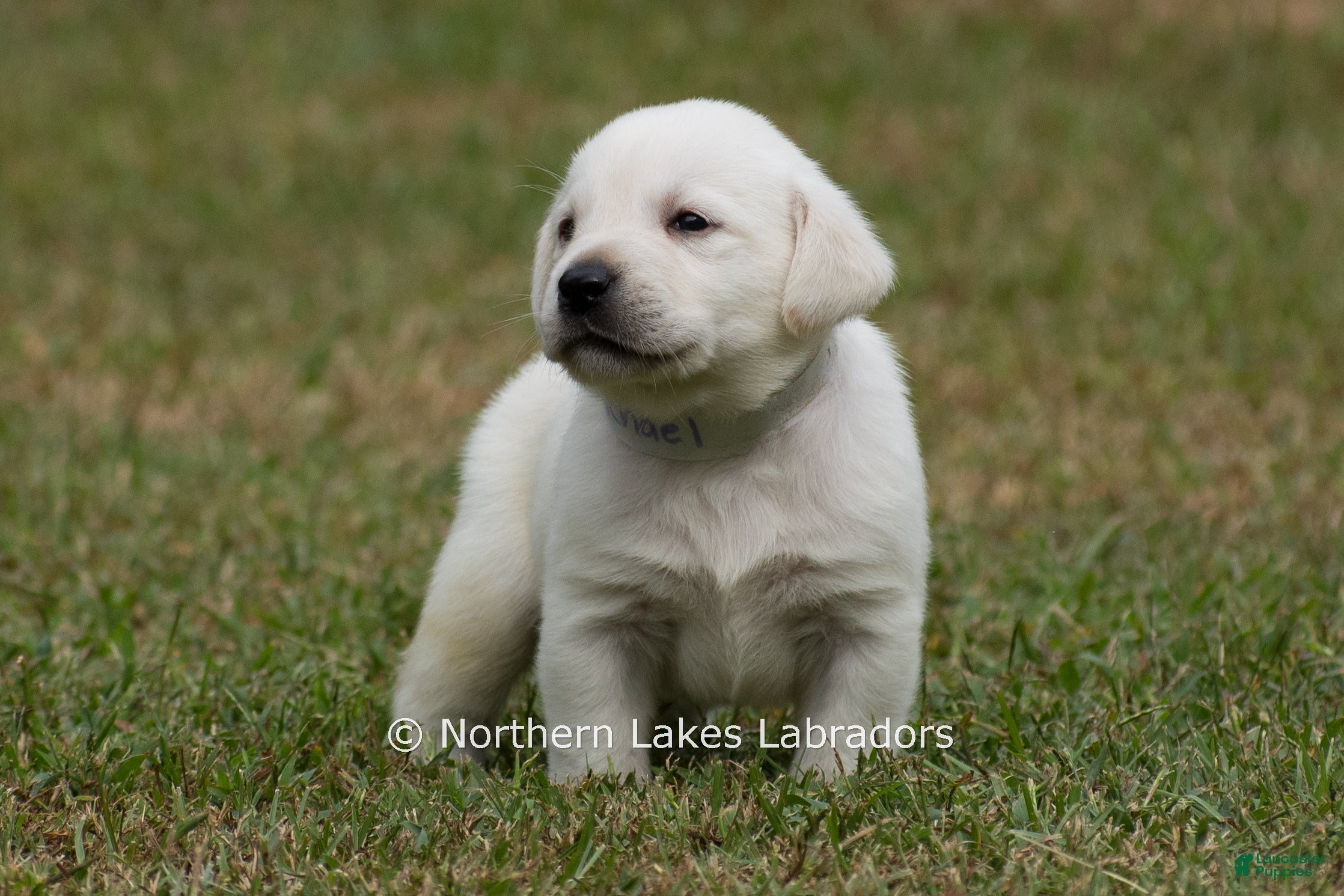 Labrador Retriever dogs Michael - Ad 6