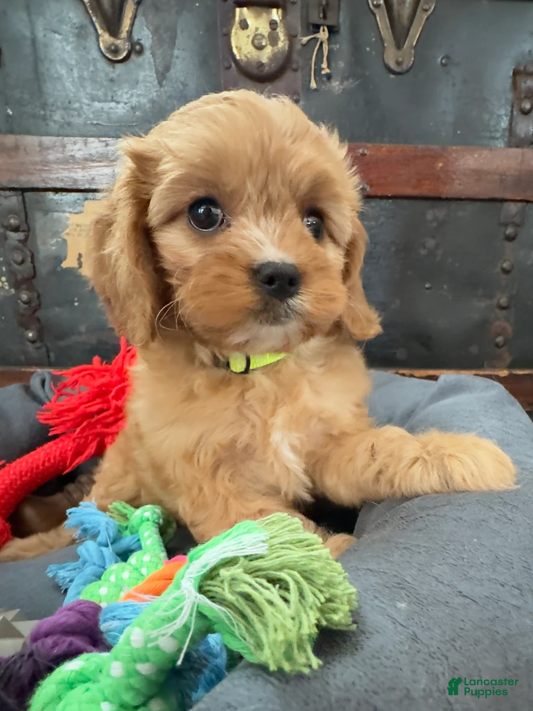 Cavapoo dogs for sale: Janie - Ad 3