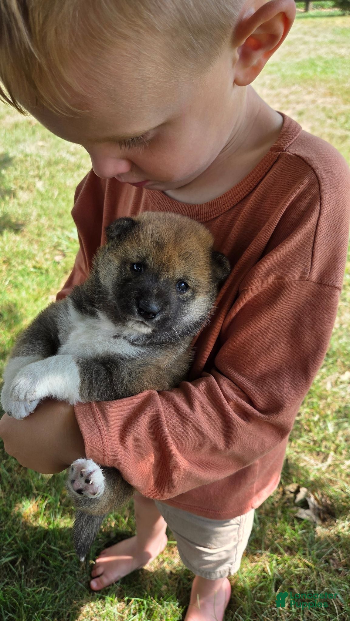 Shiba Inu dogs for sale: Patriot - Ad 4