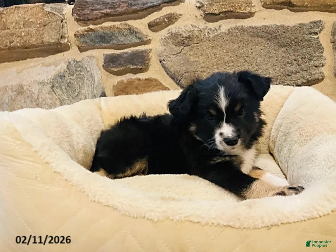 Miniature Australian Shepherd dogs for sale: Archie - Ad 3