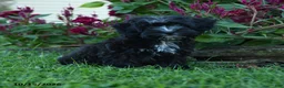 Havapoo dogs for sale: Zuzu - Ad 1