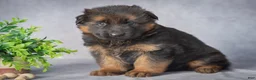 German Shepherd dogs for sale: Darling - Ad 1