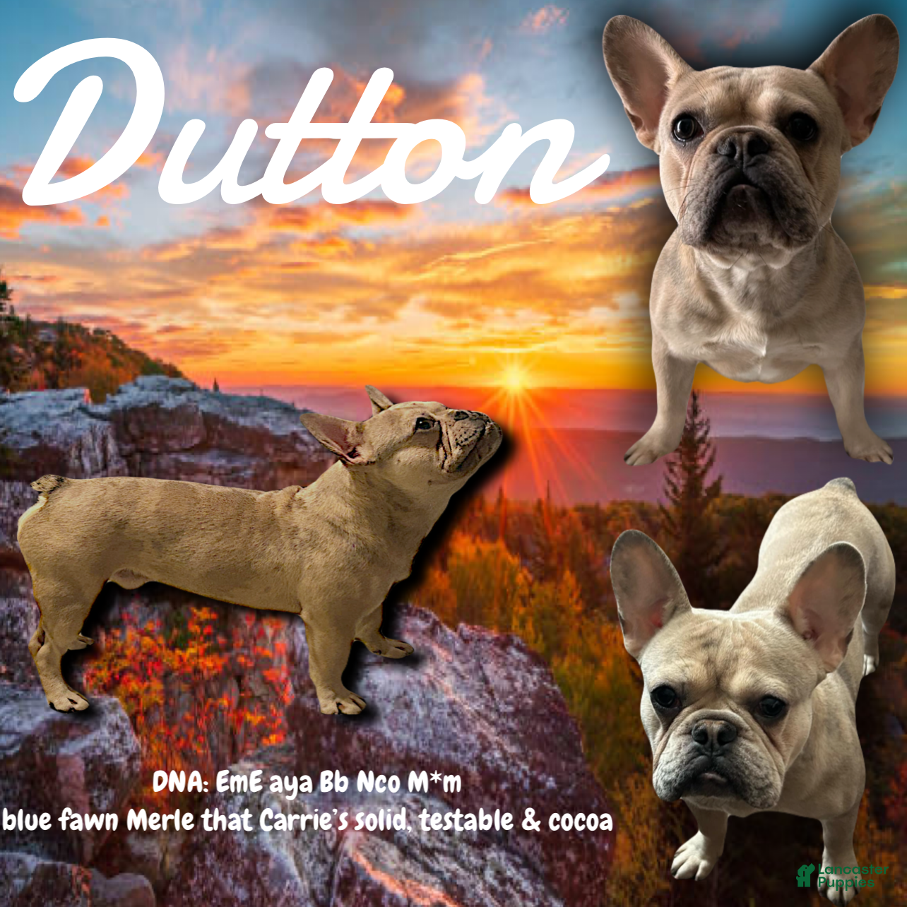 French Bulldog dogs Dutton - Ad 23