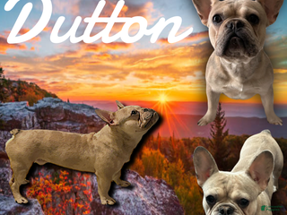 French Bulldog dogs Dutton - Ad 20