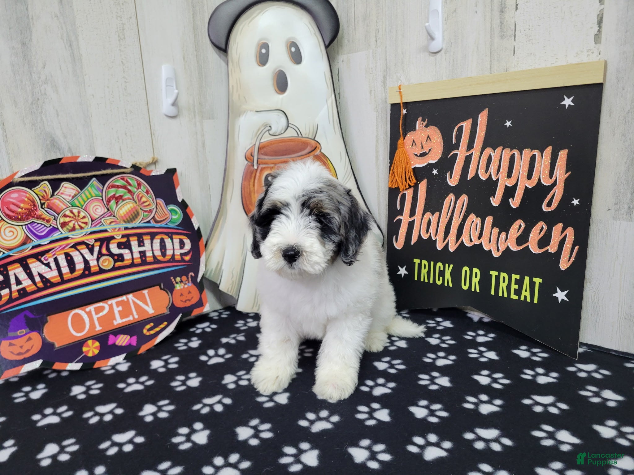 Mini Bernedoodle dogs for sale: F1b Jolene - Ad 5