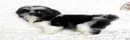 Shih Tzu dogs for sale: Betty - Ad 6