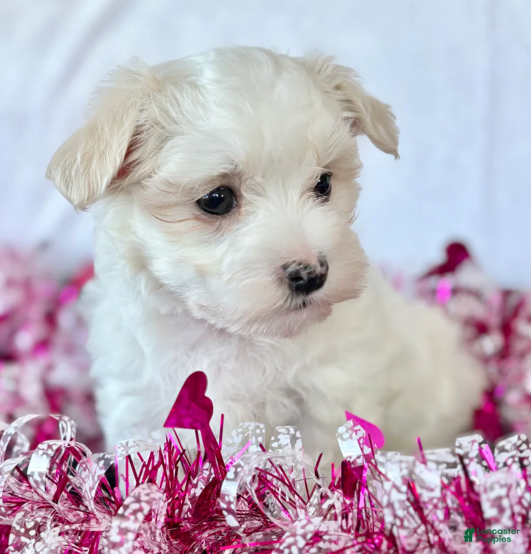 Maltese dogs for sale: Cody - Ad 13