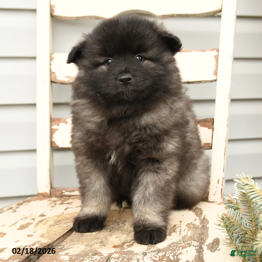 Keeshond dogs for sale: Piper - Ad 2