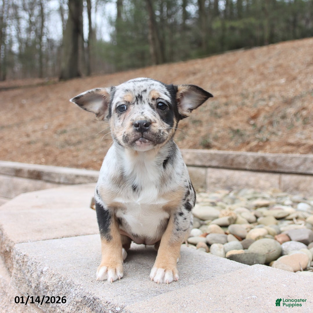 Mixed Breed dogs for sale: Melody - Ad 3