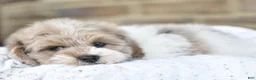 Mixed Breed dogs for sale: Teddy - Ad 6