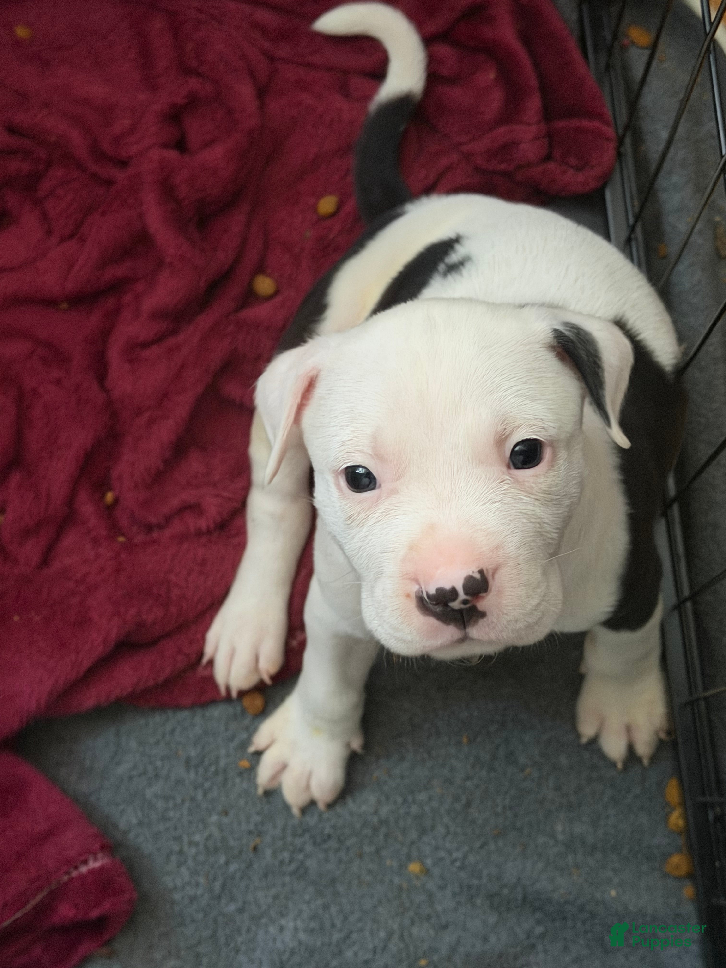 Mixed Breed dogs PEPPA - Ad 39