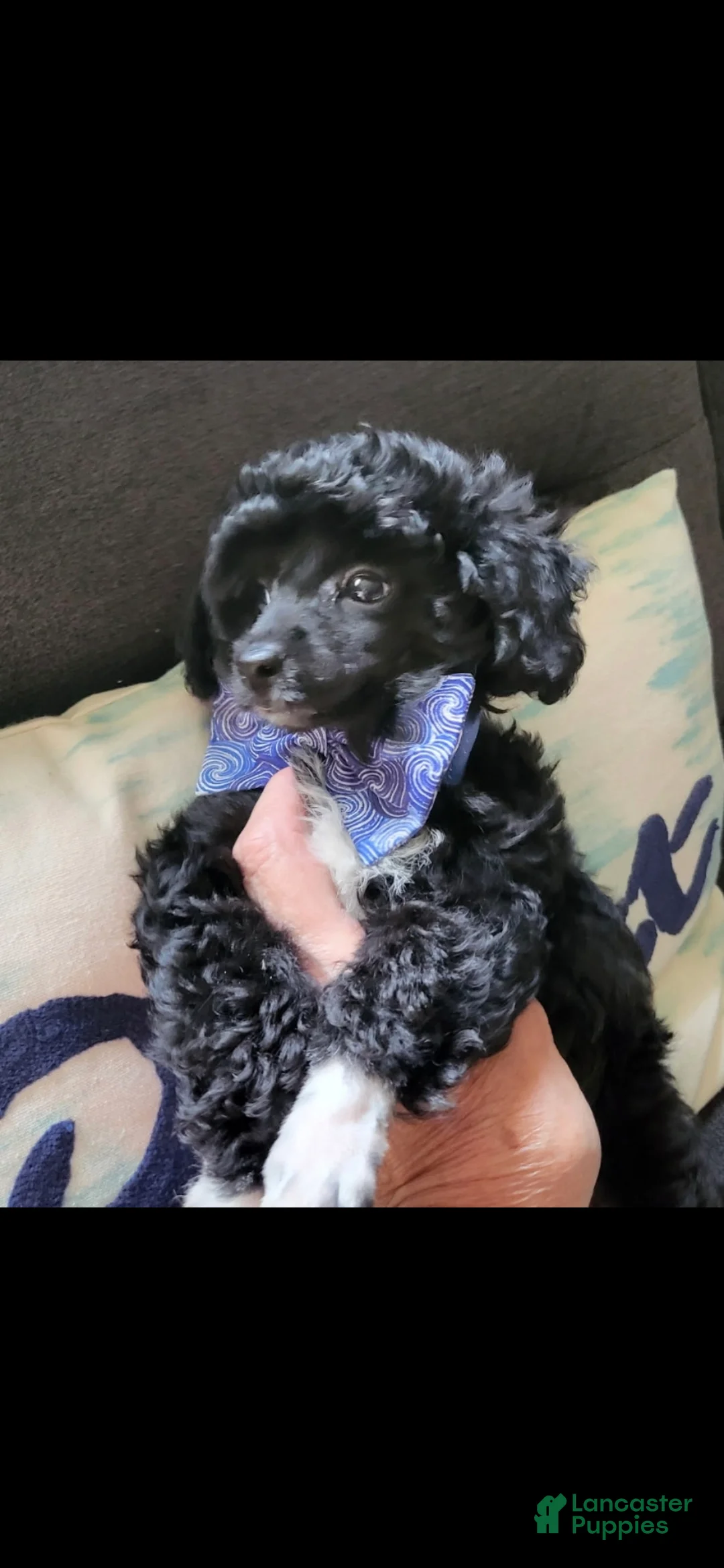 Toy Poodle dogs for sale: AKC SWEET PUMPKIN 🎃  - Ad 8